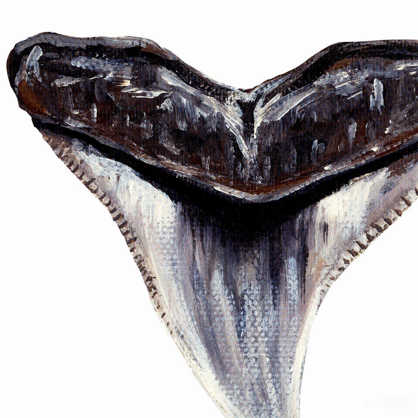 Bull Shark Tooth - Print