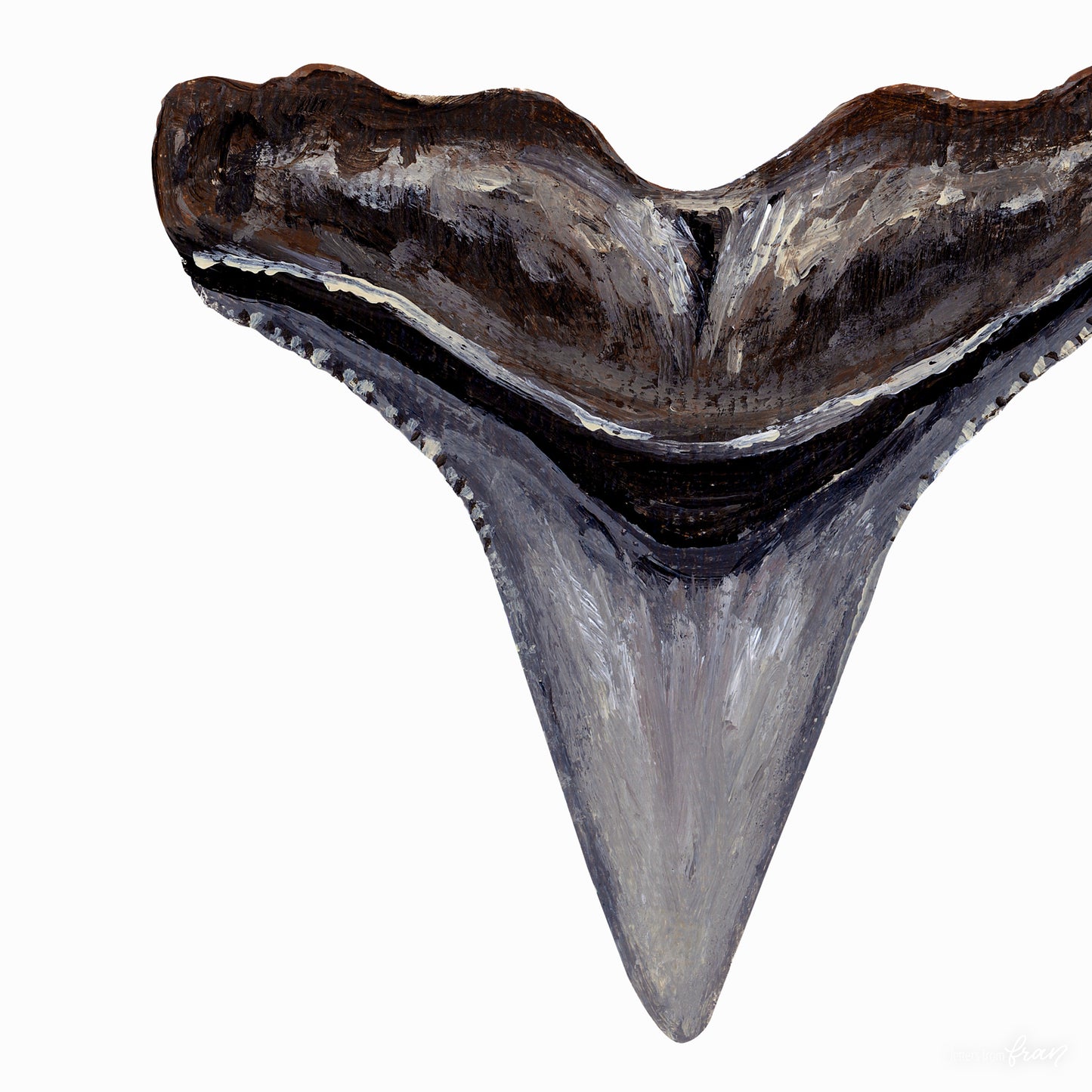Hammerhead Shark Tooth - Print