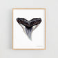 Bull Shark Tooth - Print