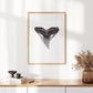 Bull Shark Tooth - Print
