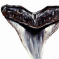 Bull Shark Tooth - Print